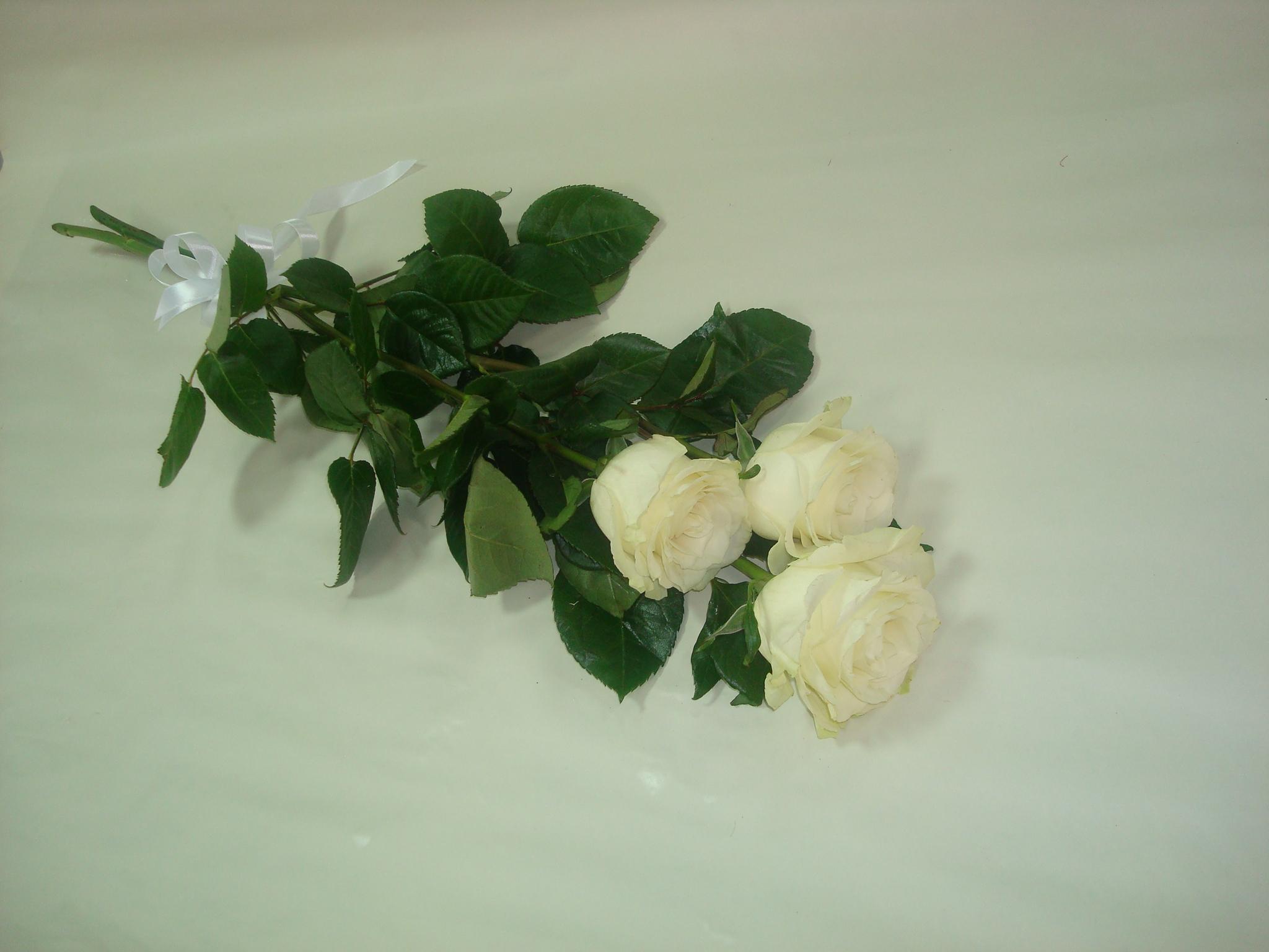 Сколько стоит купить 3 розы. Белые розы. Букет роз. Букет роз лежит. Три белые розы.
